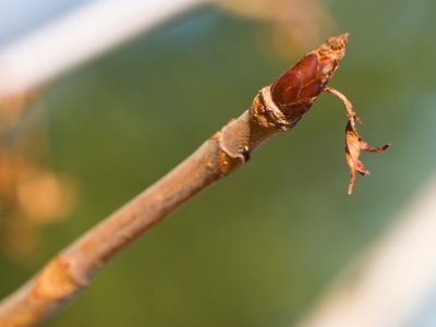 Aesculus hippocastanum 'Digitata' - jírovec maďal - pupen